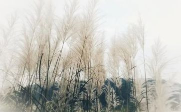 蒹葭的教案7篇