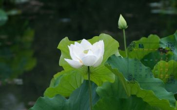 幼儿园6月工作计划模板5篇