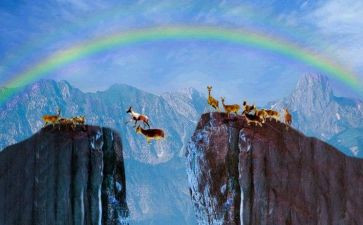 斑羚飞渡的教案优秀8篇