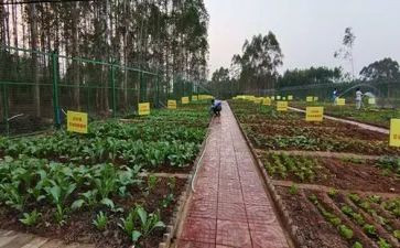 蔬菜科学活动教案7篇