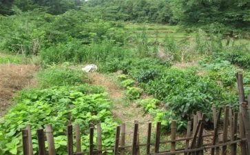 幼儿园吃青菜教案6篇