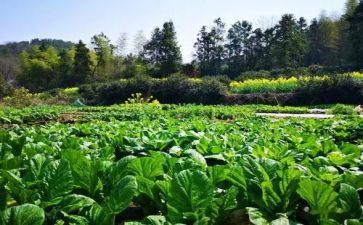菜市场的调研报告8篇
