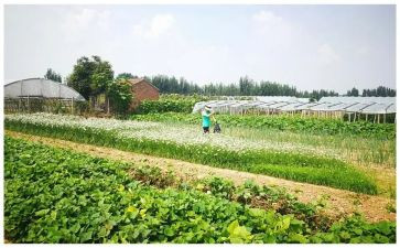 蔬菜调研报告7篇