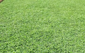 读《草房子》的读后感最新6篇