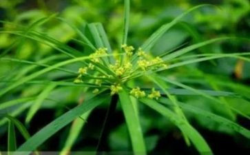 草房子心得体会精选8篇