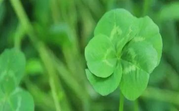 蒙草企业调研报告8篇