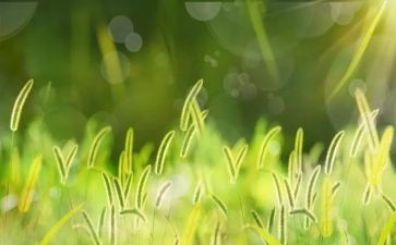 爱护花草树倡议书8篇