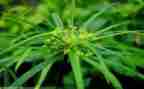 除草的心得体会6篇