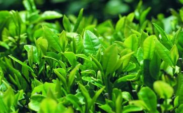 茶经读后感300字优秀7篇