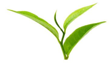 黑茶调研报告7篇