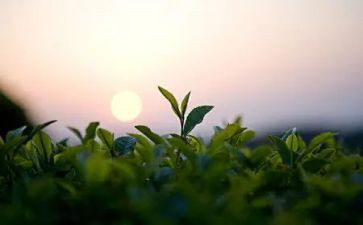 茶叶调研报告6篇