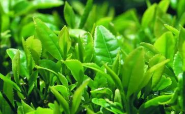 关于茶的心得体会500字6篇