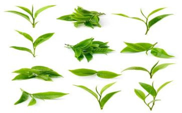 关于对茶的调研报告6篇