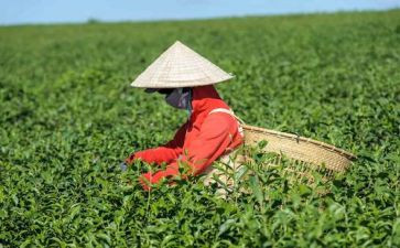 茶的故事读后感精选7篇
