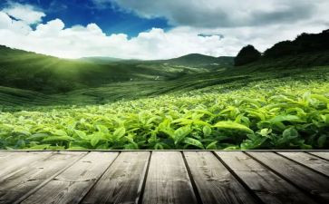 关于茶的调研报告5篇
