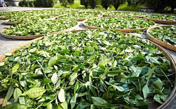 学茶艺课心得体会6篇