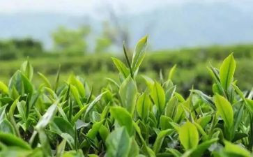 藏茶的调研报告通用6篇