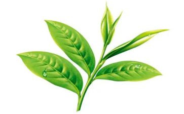 茶的故事读后感优质6篇