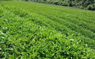 幼儿园茶主题活动总结参考7篇