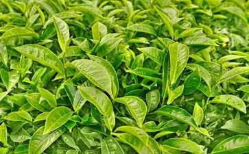 茶市场调研报告7篇