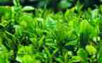 茶经读后感300字优秀7篇