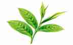 茶的故事读后感模板6篇