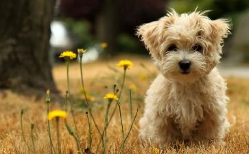 宠物犬调研报告7篇