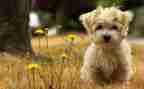 宠物犬调研报告7篇