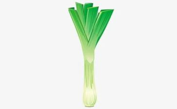 关于葱的健康教案优秀7篇