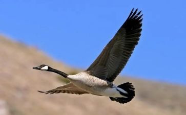 大雁归来教案教案模板8篇