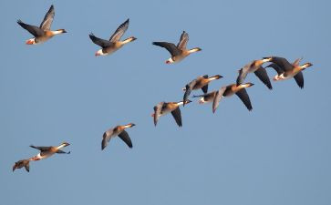 大雁归来教案教案8篇