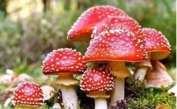 远离毒品的心得体会500精选7篇