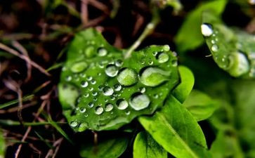 心灵的甘露作文800字作文8篇