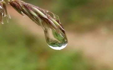 心灵的甘露作文优质5篇