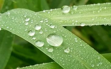 我心灵的甘露初中作文优质7篇