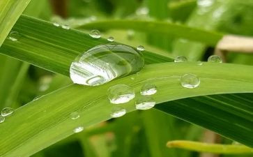 我心灵的甘露初中作文6篇