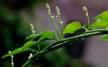 我心灵的甘露作文800字模板6篇