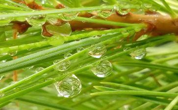 心灵的甘露作文8篇