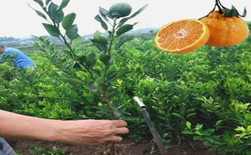 柑子根调研报告5篇