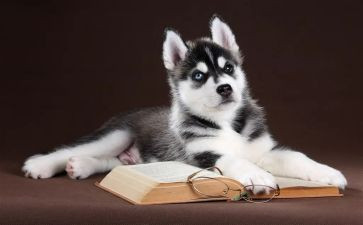 我与狗作文300字7篇