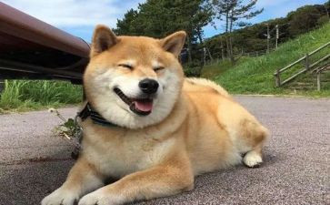 我的狗作文400字作文最新8篇