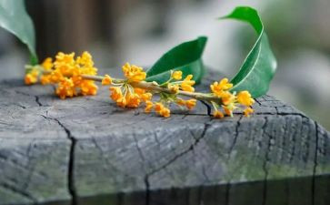 桂花的作文200字8篇