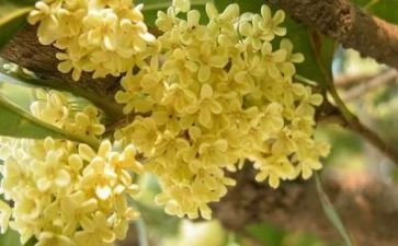 桂花教案模板6篇