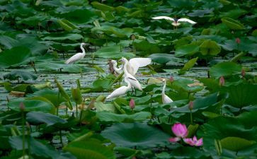 朱自清荷塘月色的读后感8篇