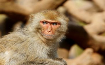 兵猴传奇读后感6篇