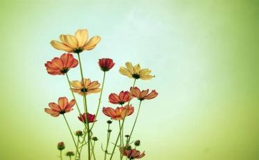 花之歌的读后感400字6篇