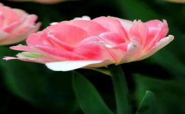 三八插花活动总结7篇