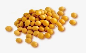 收黄豆的作文8篇