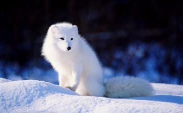 我是一只狐狸狗读后感5篇