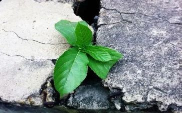 是你教会我坚强作文7篇